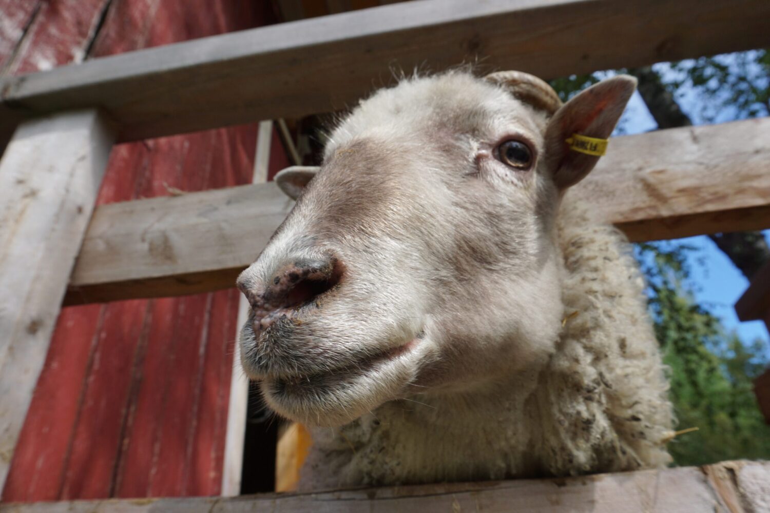 Kotimainen Lampaanvilla varvasväleihin 20 g